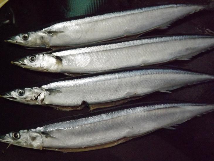 去掉內臟準備料理的秋刀魚