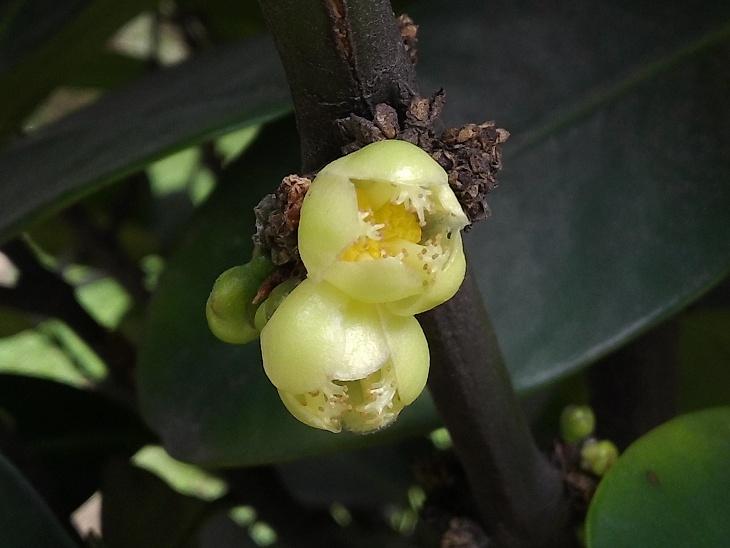 福木開花照片