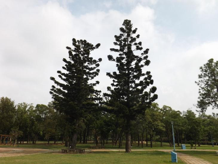 公園內的肯氏南洋杉
