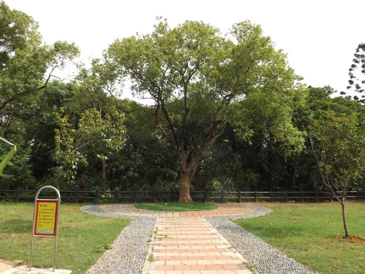 公園樹木一景