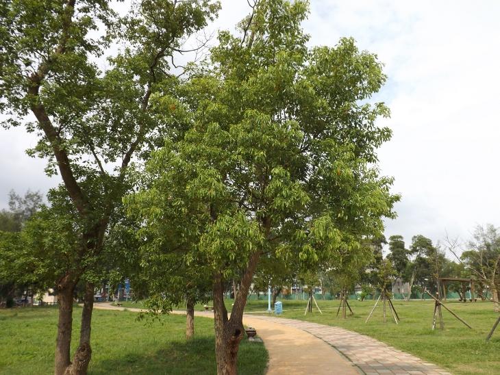 龍岡森林公園拍攝的樟樹